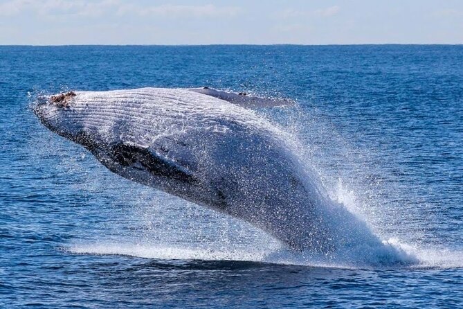 Los Cabos Private Yacht Whale Watching & Drinks - Up to 18 Guests - Snorkeling, swimming, and the included water toys