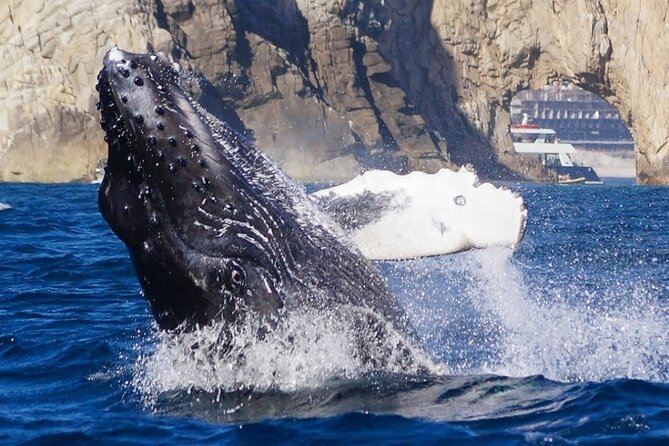 Los Cabos Private Yacht Whale Watching & Drinks - Up to 18 Guests - Drinks, food, and what the $899 price really covers
