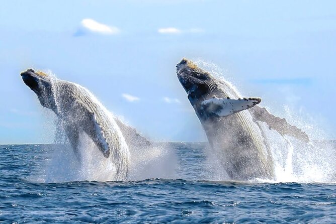 Los Cabos Private Yacht Whale Watching & Drinks - Up to 18 Guests - Booking details and weather plans