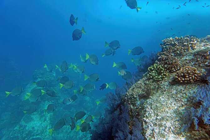 Los Cabos Snorkeling Tour by Speed Boat with Photos Included - The marina start and the first view of Cabo