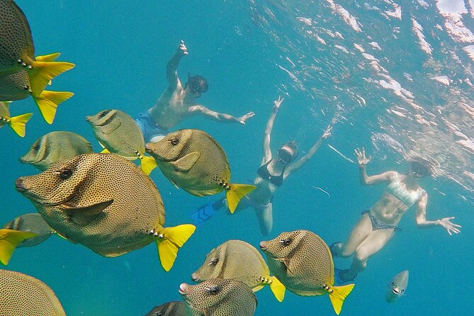 Los Cabos Snorkeling Tour by Speed Boat with Photos Included - What the $89 price really covers