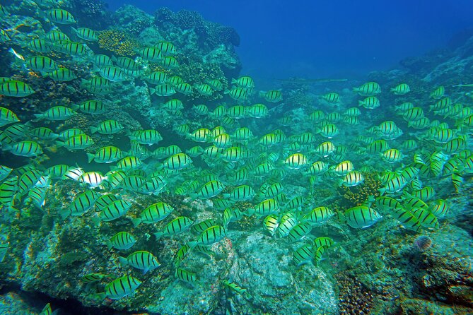 Los Cabos Snorkeling Tour by Speed Boat with Photos Included - The sea lion colony and Cabo’s famous rock sights