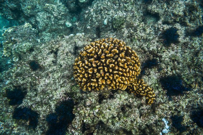 Los Cabos Snorkeling Tour to Chileno Bay and Santa Maria Cove - The shore-entry detail you must understand