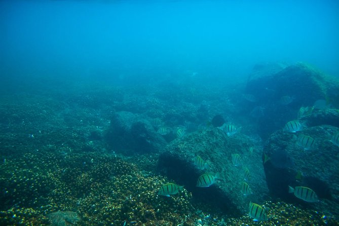 Los Cabos Snorkeling Tour to Chileno Bay and Santa Maria Cove - Transport from Cabo San Lucas and nearby hotels