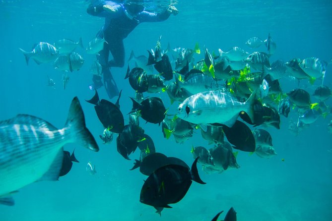 Los Cabos Snorkeling Tour to Chileno Bay and Santa Maria Cove - Timing, weather, and water conditions