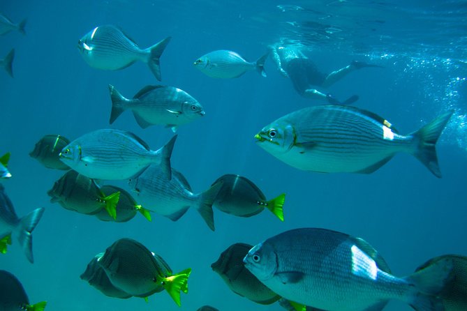 Los Cabos Snorkeling Tour to Chileno Bay and Santa Maria Cove - Santa Maria Cove: calm water and a gentle start