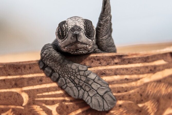 Los Cabos turtle release conservation program - Why the turtle release feels different from a normal Cabo excursion
