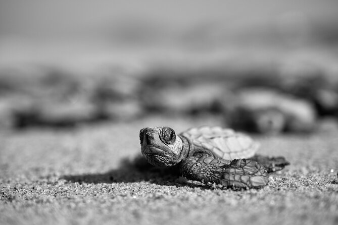 Los Cabos turtle release conservation program - What the $85 price includes