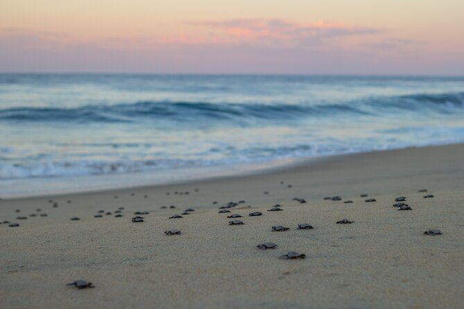 Los Cabos turtle release conservation program - Timing, transport, and what to pack