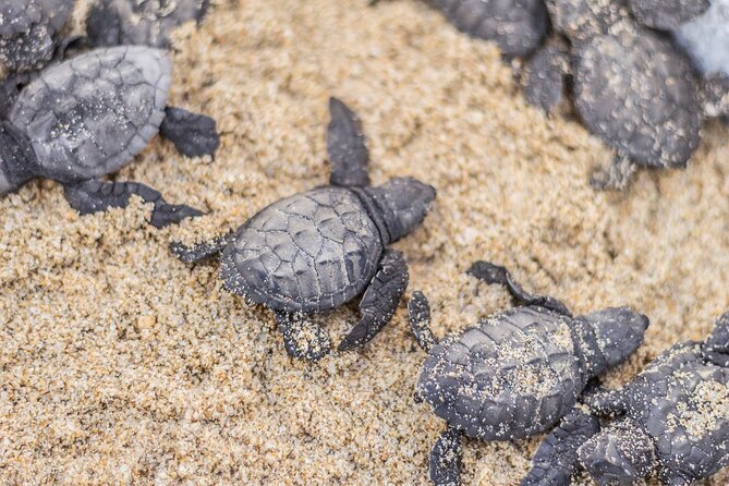 Los Cabos turtle release conservation program - The biggest risk: cancellations and refund communication
