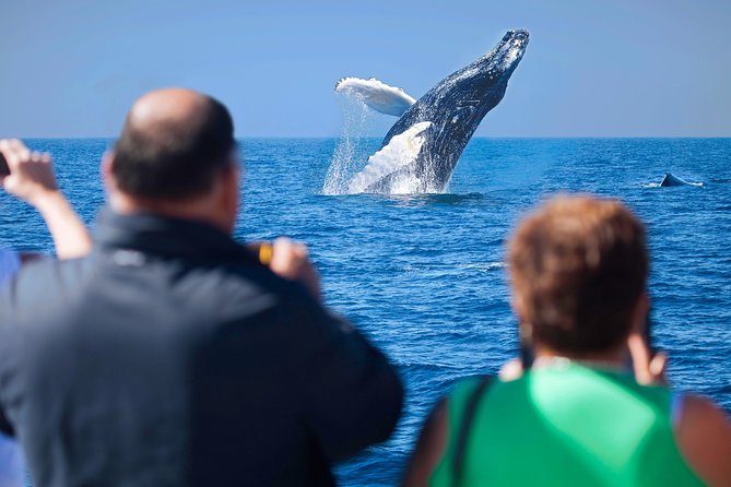 Los Cabos Whale Watching Cruise Including Breakfast - Breakfast before the whale search