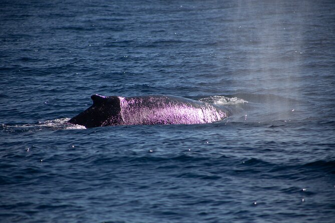 Los Cabos Whale Watching Cruise Including Breakfast - How close will you get to the whales?