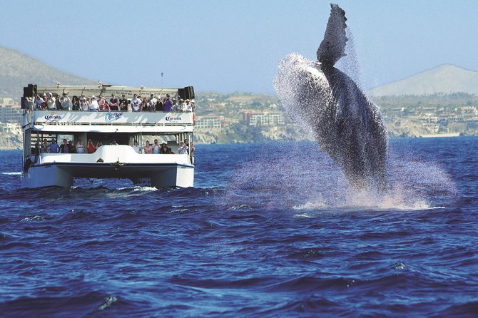 Los Cabos Whale Watching Cruise Including Breakfast - Who should book this Cabo cruise?