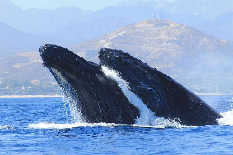 Los Cabos: Whale Watching (Transport and Pictures Included) - From your hotel to Cabo San Lucas Marina