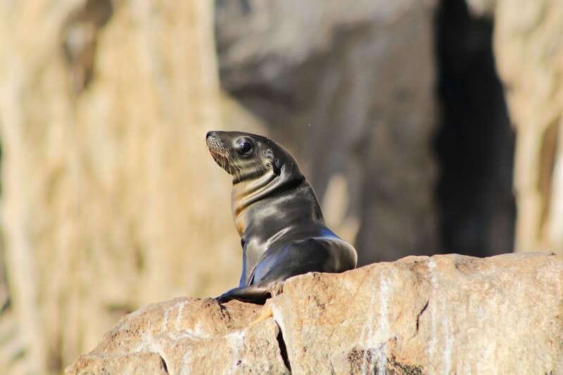 Los Cabos: Whale Watching (Transport and Pictures Included) - The Arch, Land’s End, and the sea lion colony