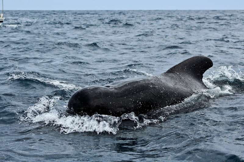 Los Cabos: Whale Watching (Transport and Pictures Included) - The value of the $94 price