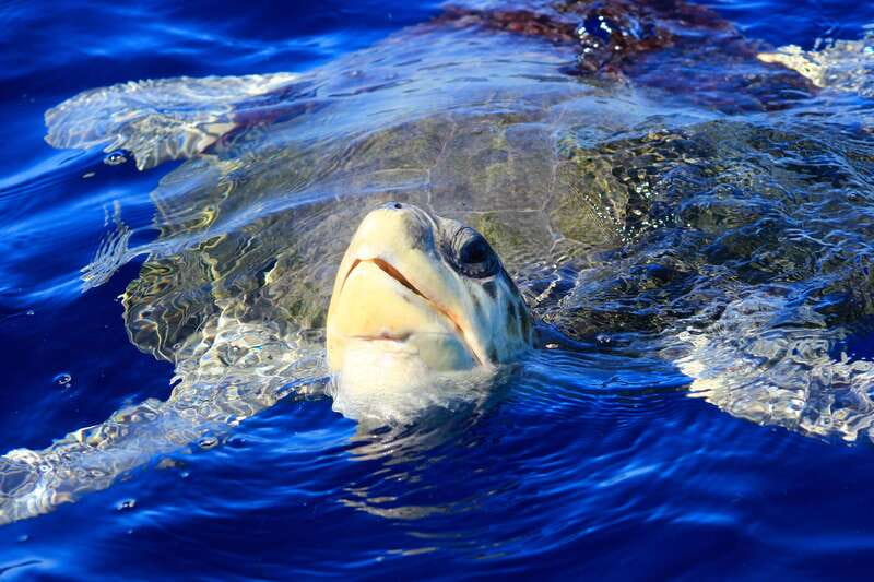 Los Cabos: Whale Watching (Transport and Pictures Included) - Comfort, accessibility, and who should skip it
