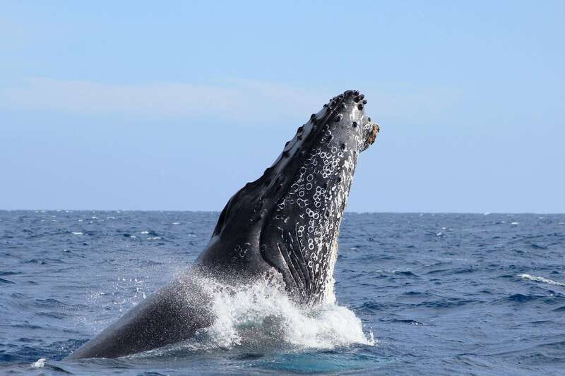 Los Cabos: Whale Watching (Transport and Pictures Included) - The 15-minute briefing and boat setup
