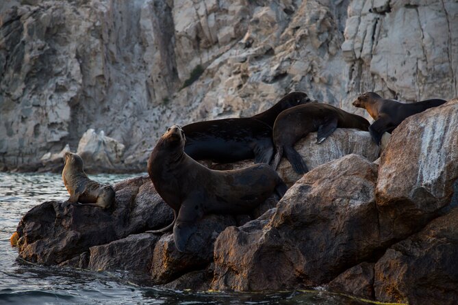 Los Cabos Whale Watching (Transportation and Pictures Included) - Two hours in the Gulf of California