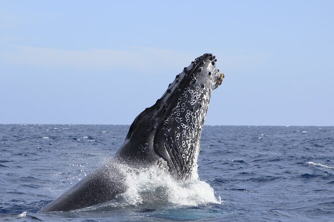 Los Cabos Whale Watching (Transportation and Pictures Included) - The guide and captain make the difference