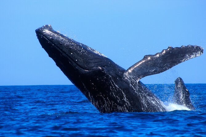 Los Cabos Whale Watching (Transportation and Pictures Included) - Is it suitable for children and older adults?