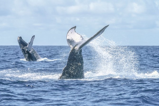 Luxury Catamaran Whale Watching Cabo San Lucas - Two hours of searching the Sea of Cortez
