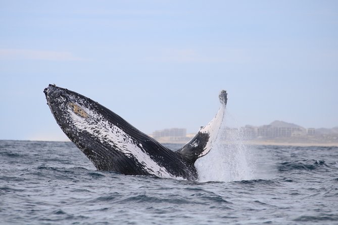Luxury Catamaran Whale Watching Cabo San Lucas - Drinks, a snack tray, and a calmer kind of luxury