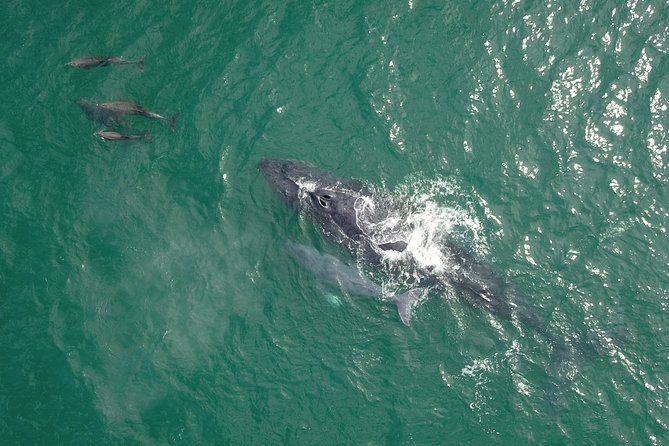 Luxury Catamaran Whale Watching Cabo San Lucas - Boat access and safety deserve attention