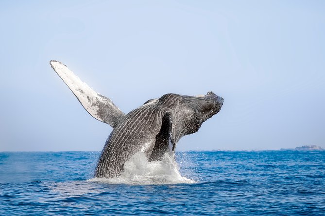 Luxury Catamaran Whale Watching Cabo San Lucas - Who will get the most from this Cabo excursion