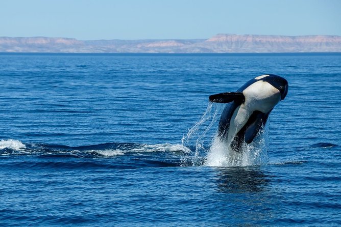 Luxury Catamaran Whale Watching Cabo San Lucas - Booking details that can save you trouble