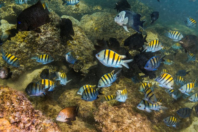 Magical Cenote and Paradise Lagoon Snorkeling Adventure - Who should book this outing