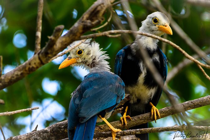 Mahahual and Costa Maya Birdwatching - The bird list can be serious or beginner-friendly