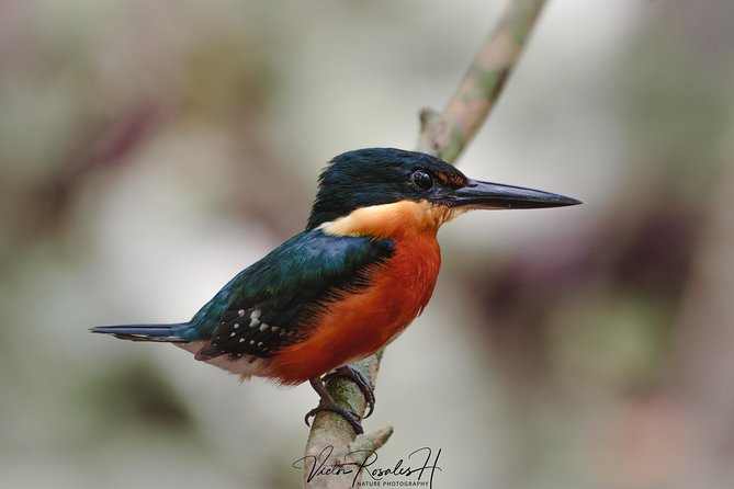 Mahahual and Costa Maya Birdwatching - Booking details and cancellation terms
