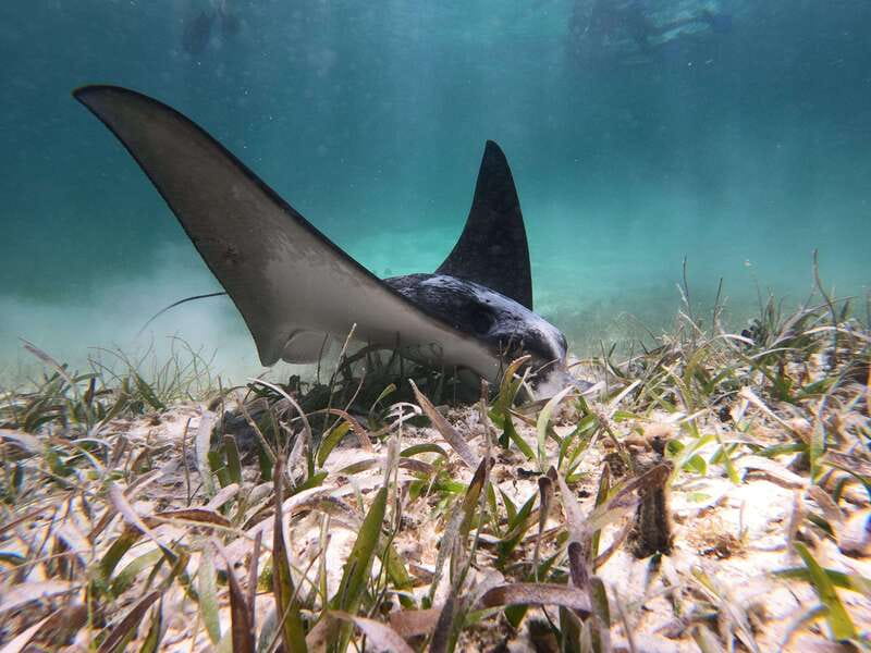 Mahahual: Snorkel Tour in Reef Lagoon - Why Mahahual’s reef lagoon works for a first snorkel