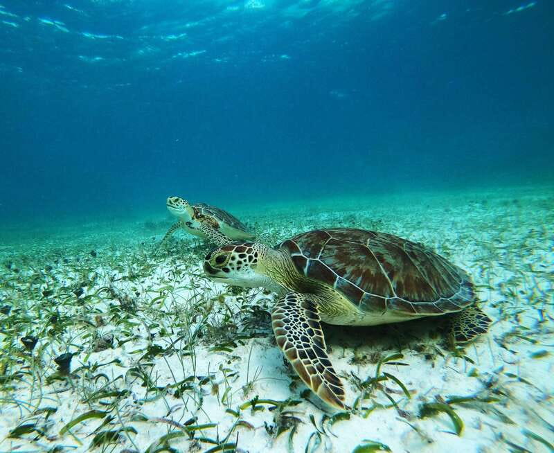 Mahahual: Snorkel Tour in Reef Lagoon - The 10-minute speedboat ride