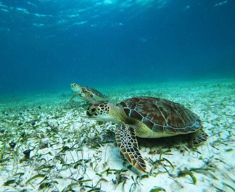 Mahahual: Snorkel Tour in Reef Lagoon - The real value of the $37 price