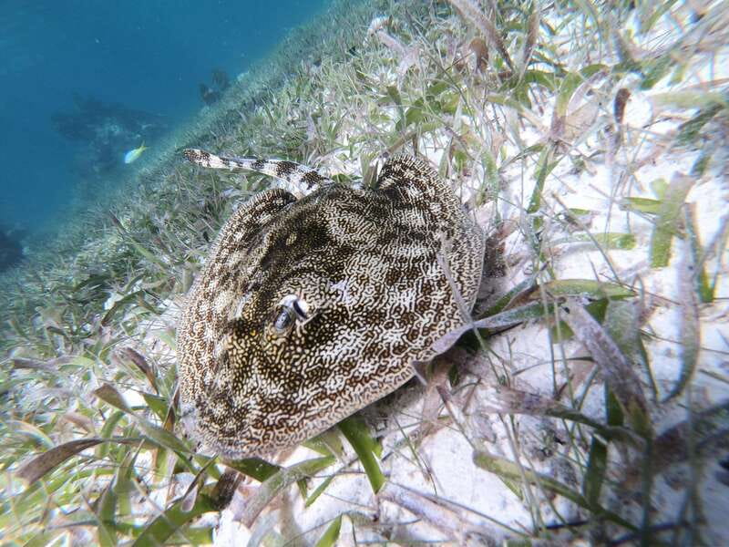Mahahual: Snorkel Tour in Reef Lagoon - Who will enjoy this most