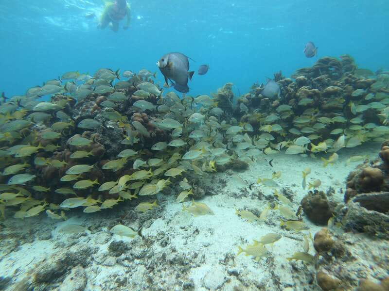 Mahahual: Snorkel Tour in Reef Lagoon - Should you book the Mahahual reef lagoon tour?