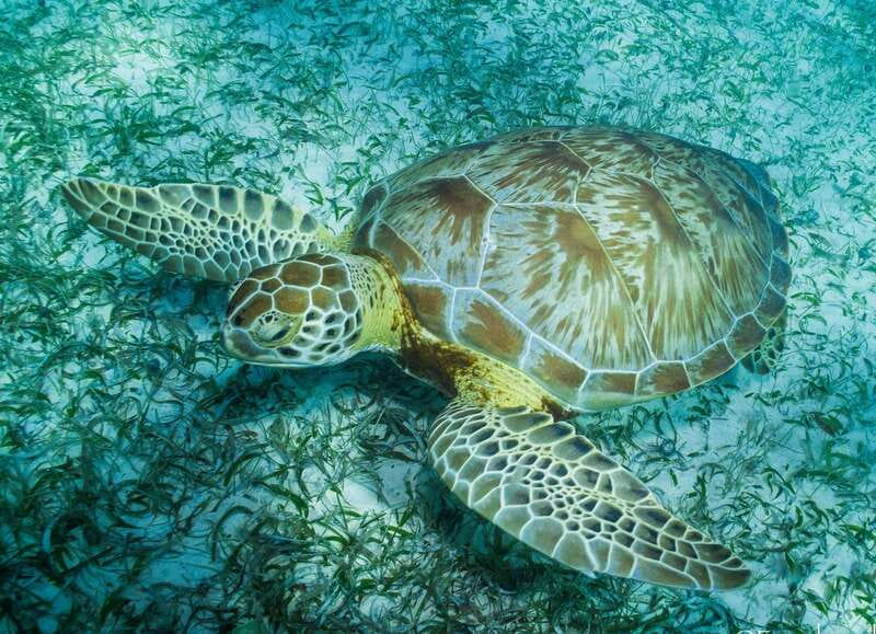 Mahahual: Snorkel Tour in Reef Lagoon - From Blue Kay Ecocabañas to the boat