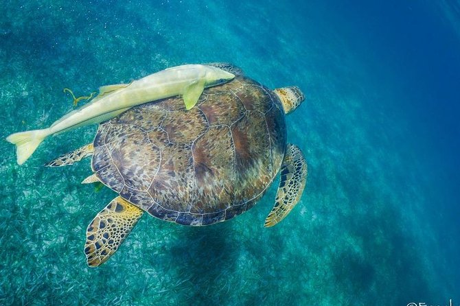 Mahahual Snorkeling Adventure: Turtle Encounter - A guide-led hour with real personal help