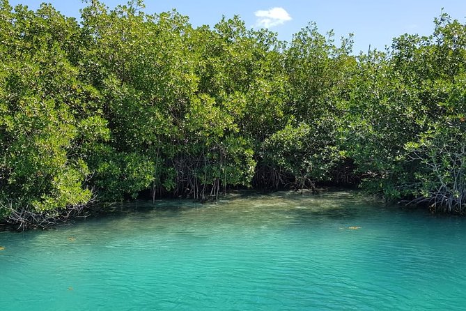 Mangrove and Lagoon Speed Boat Tour - What is included and what you should bring