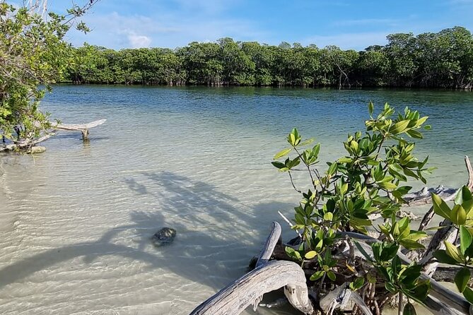 Mangrove and Lagoon Speed Boat Tour - Who will enjoy this two-hour outing