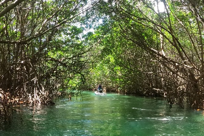 Mangrove and Lagoon Speed Boat Tour - Booking, weather, and cancellation details