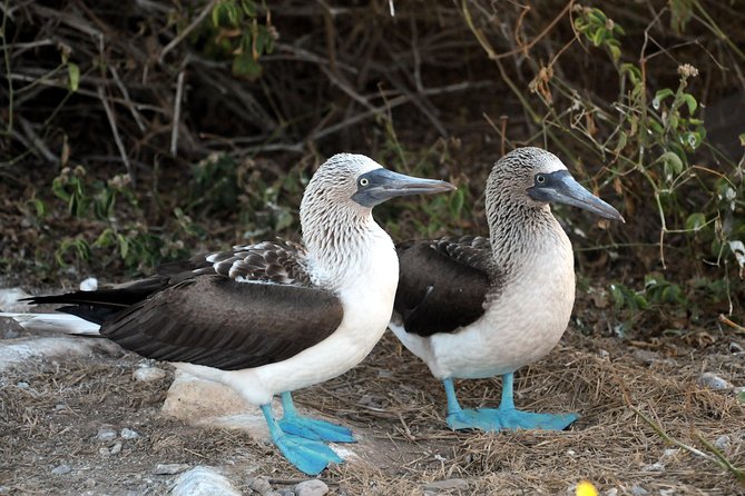 Marietas Islands snorkeling & Hidden beach (w/ restrictions) - Lunch, snacks, and the practical comforts