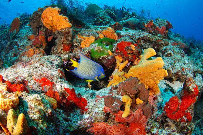Mayan Adventure Snorkeling Tour from Playa del Carmen or Riviera Maya - The open cenote: freshwater, jungle, and optional thrills