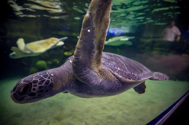 Mazatlan: Grand Aquarium Ticket and City Sightseeing Tour - Entering the Grand Aquarium with premium access