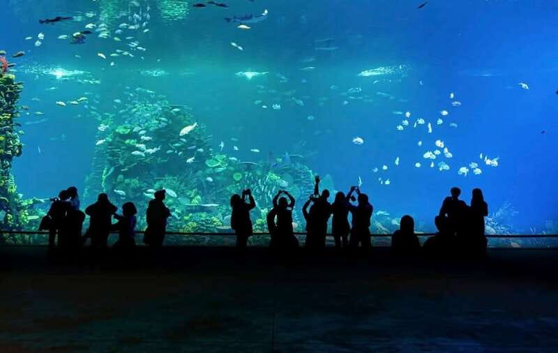 Mazatlan: Grand Aquarium Ticket and City Sightseeing Tour - Feeding manta rays, the most memorable extra