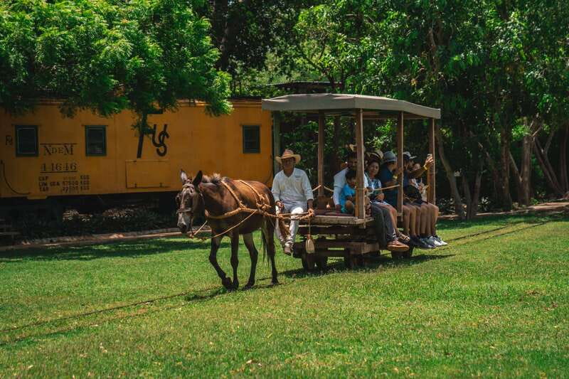Merida: Hacienda Sotuta de Peon w/ Cenote & Henequen Tour - Seeing henequen production from leaf to rope