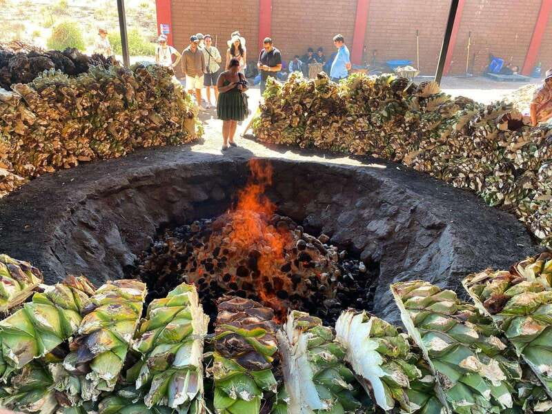 Mezcal Tour Oaxaca - Walking through the agave plantation