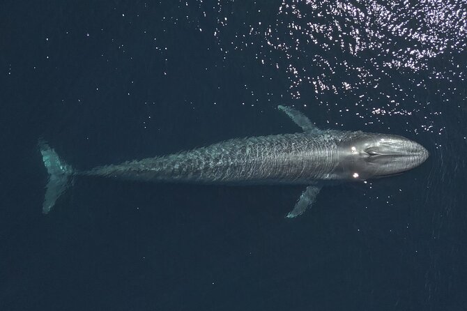 Mobulas and Cetaceans Day Trip - A five-hour search for mobula rays